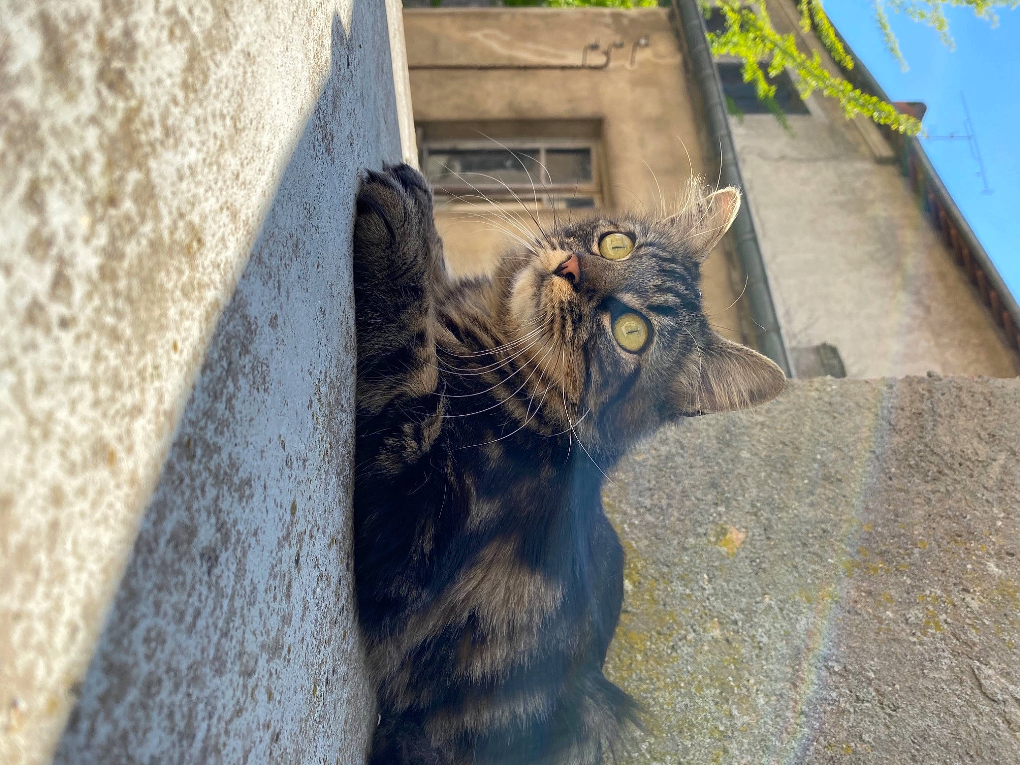 Naya a rejoint le concours — aidez-le/la à gagner de superbes lots ! asphalt, building, carnivore, cat, facade, felidae, grass, grey, house, road_surface, roof, sky, small_to_medium_sized_cats, snout, tail, terrestrial_animal, tree, whiskers, window, wood