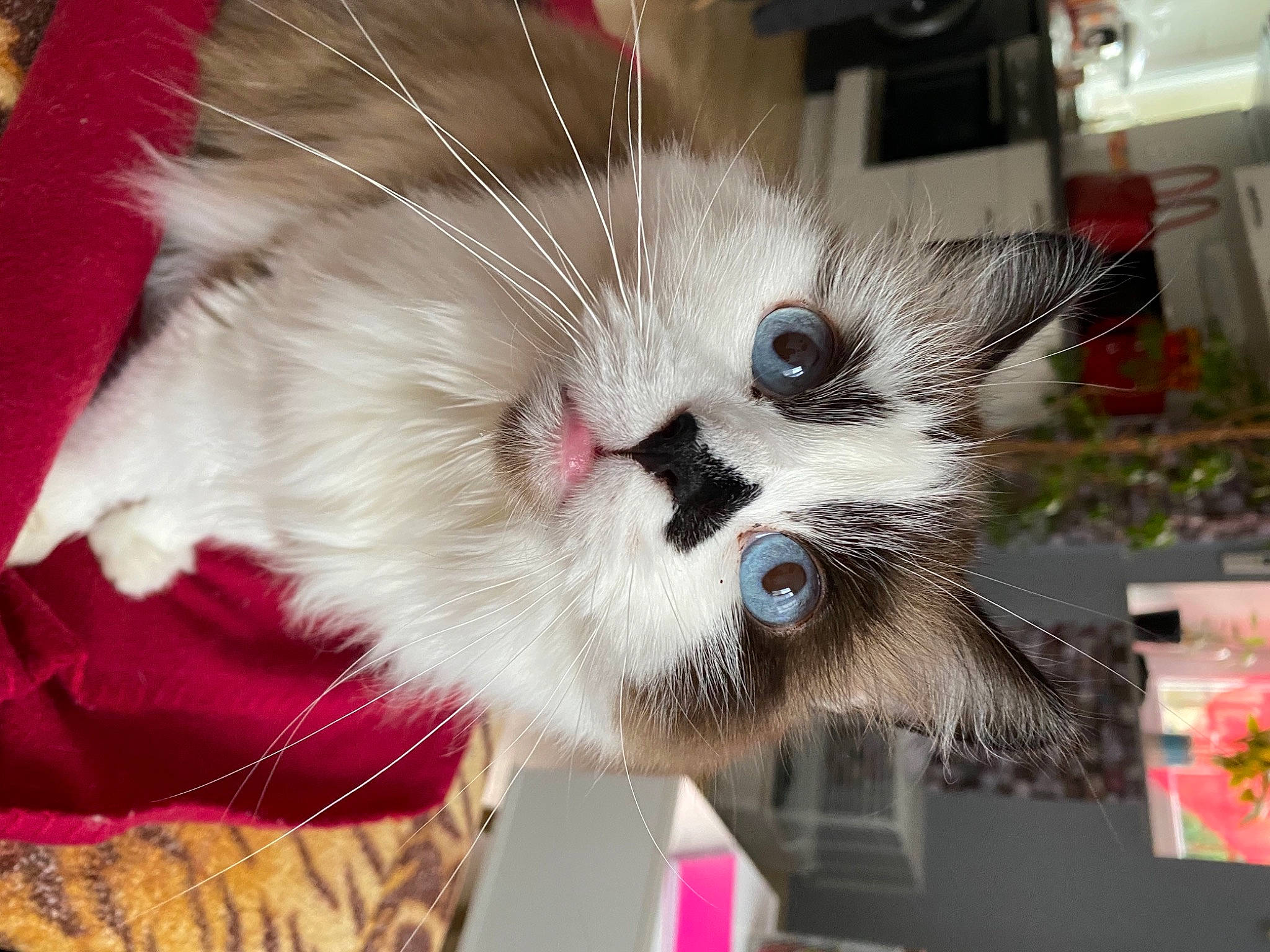 Kyara a rejoint le concours — aidez-le/la à gagner de superbes lots ! box, cardboard, carnivore, cat, domestic_short_haired_cat, eye, felidae, fur, paw, plant, small_to_medium_sized_cats, snout, suit, tail, whiskers