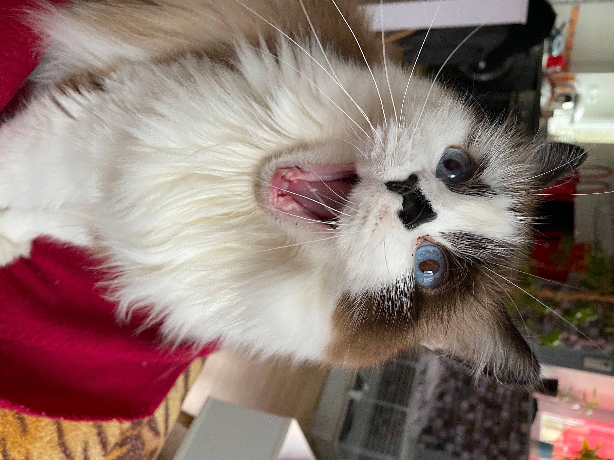 Kyara participe au concours pour gagner de l'argent avec cette photo : carnivore, cat, claw, felidae, fur, natural_material, paw, plant, small_to_medium_sized_cats, snout, whiskers