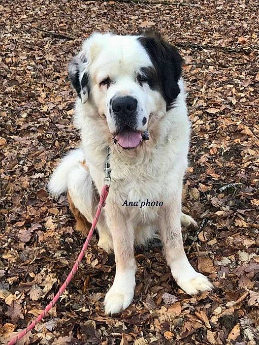 Idaho participe au concours pour gagner de l'argent avec cette photo : canidae, carnivore, central_asian_shepherd_dog, dog, dog_breed, great_pyrenees, livestock_guardian_dog, mammal, pyrenean_mastiff, rafeiro_do_alentejo, rare_breed_dog, sporting_group, vertebrate