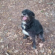 Vodka participe au concours pour gagner de l'argent avec cette photo : dog, black_dog, sitting, looking_up, joyful, tongue_out, outdoors, leaves, dirt, forest_floor, collar, pet, canine, happy, scruffy, fur, paws, portrait, ground, nature