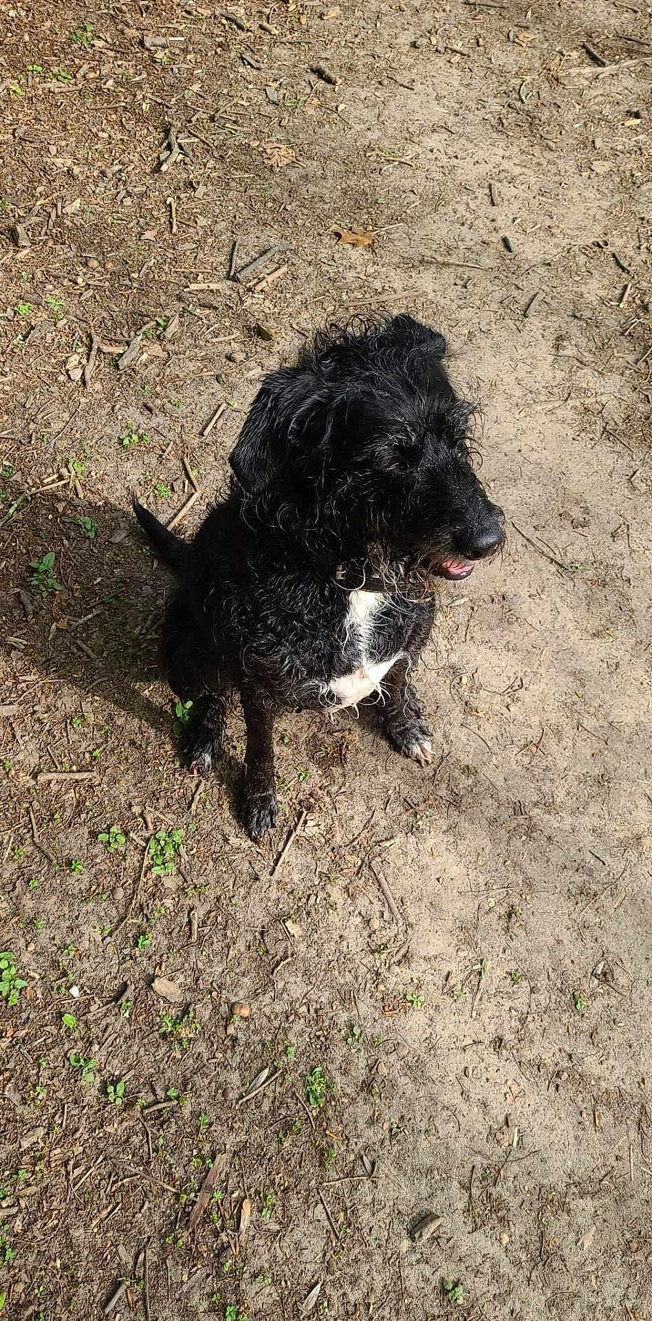 Vodka participe au concours pour gagner de l'argent avec cette photo : dog, black_dog, wet_fur, white_chest_patch, sitting, outdoor, dirt_ground, sticks, leaves, tongue, collar, panting, shadow, paws, curly_fur, looking_right, nature, pet, texture, playful