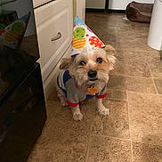 Toby is registered to the contest to win money with this photo: dog, birthday_hat, pet, small_dog, costume, party, cute, sitting, indoors, kitchen, floor, tile, cabinet, appliance, pet_bed, colorful, collar, tag, portrait, celebration