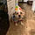Toby
