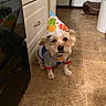 dog, birthday_hat, pet, small_dog, costume, party, cute, sitting, indoors, kitchen, floor, tile, cabinet, appliance, pet_bed, colorful, collar, tag, portrait, celebration