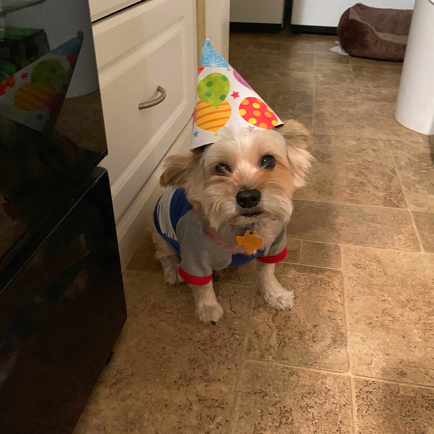 Toby is registered to the contest to win money with this photo: dog, birthday_hat, pet, small_dog, costume, party, cute, sitting, indoors, kitchen, floor, tile, cabinet, appliance, pet_bed, colorful, collar, tag, portrait, celebration
