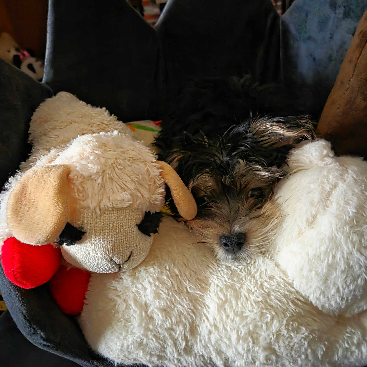 Max is registered to the contest to win money with this photo: animal, black_and_white, closeup, comfort, companion, cozy, cute, dog, fur, indoor, pet_bed, plush, relaxing, resting, sheep, snuggle, soft, stuffed_animal, texture, toy