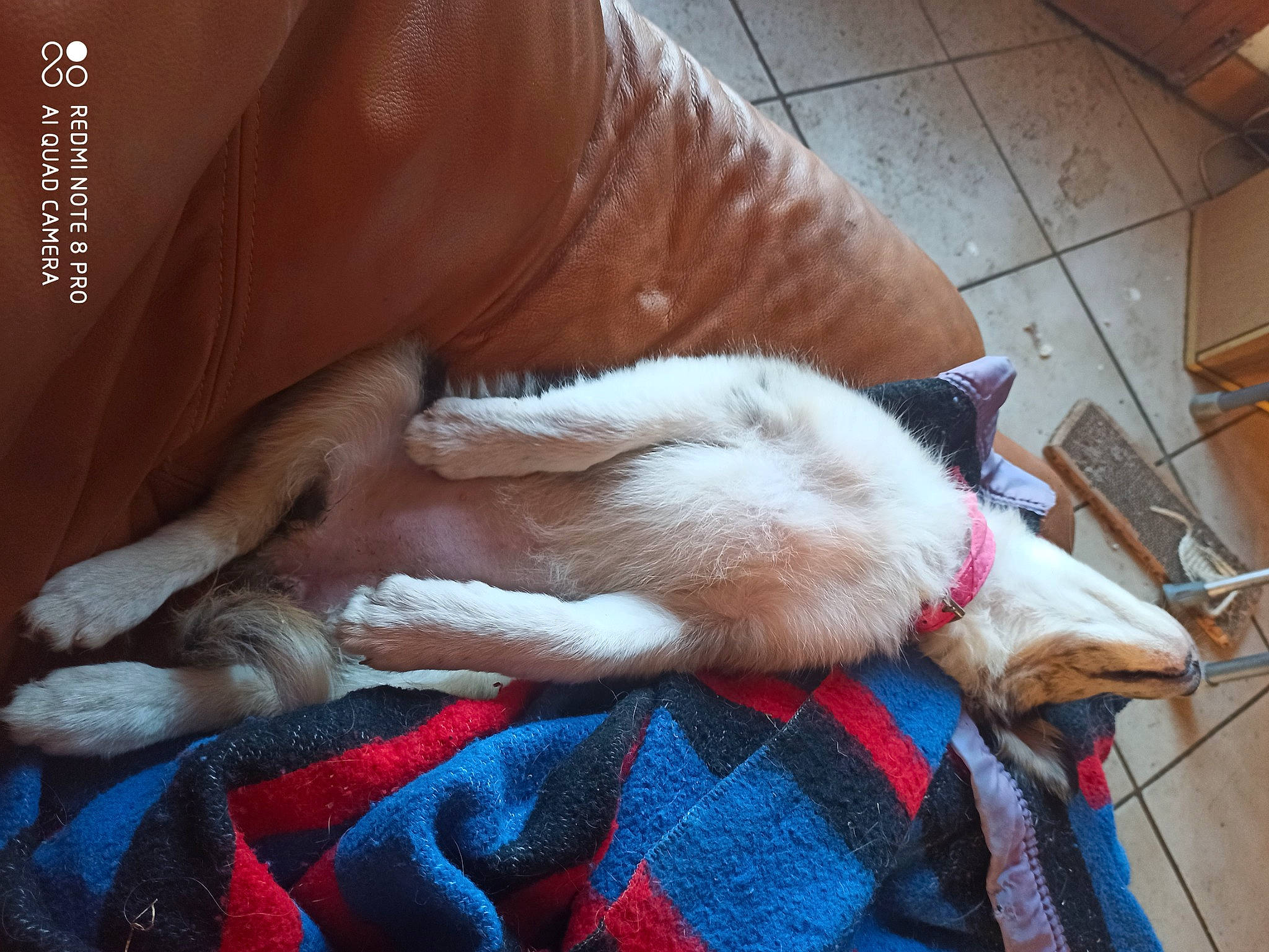 Jun a rejoint le concours — aidez-le/la à gagner de superbes lots ! carnivore, cat, comfort, companion_dog, dog_breed, domestic_short_haired_cat, fawn, felidae, fur, hardwood, human_leg, linens, paw, room, small_to_medium_sized_cats, snout, tail, textile, whiskers, wood