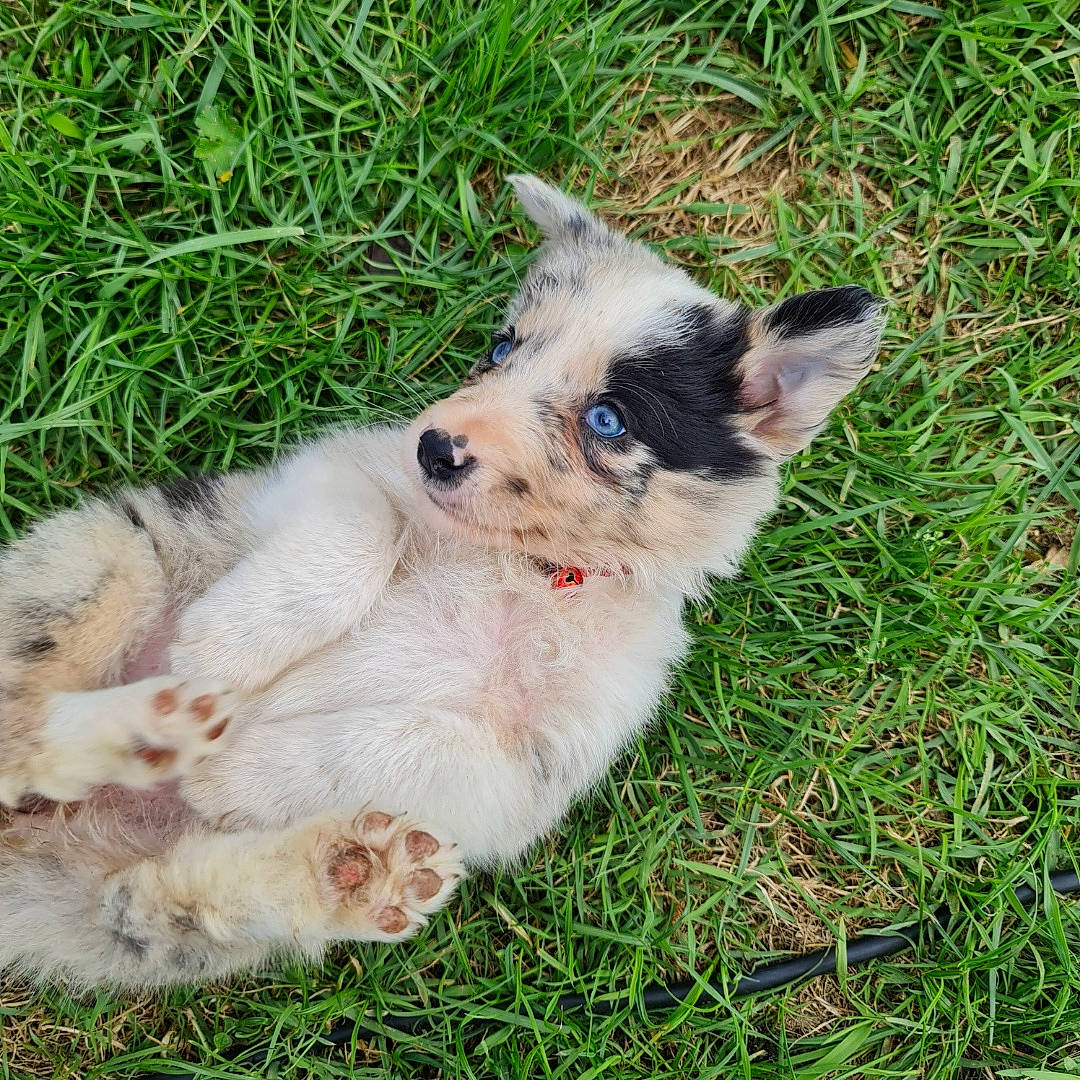 Jun participe au concours pour gagner de l'argent avec cette photo : canidae, carnivore, collar, companion_dog, dog, dog_breed, fang, fawn, felidae, fur, grass, plant, small_terrier, tail, terrestrial_animal, terrier, texas_heeler, toy_dog, whiskers, working_animal