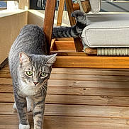 Thira a rejoint le concours — aidez-le/la à gagner de superbes lots ! cat, grey_tabby, green_eyes, wooden_floor, wooden_chair, cushion, indoor, sunlight, shadow, pet, animal, feline, whiskers, tail, walking, curious, closeup, domestic_cat, home, cozy