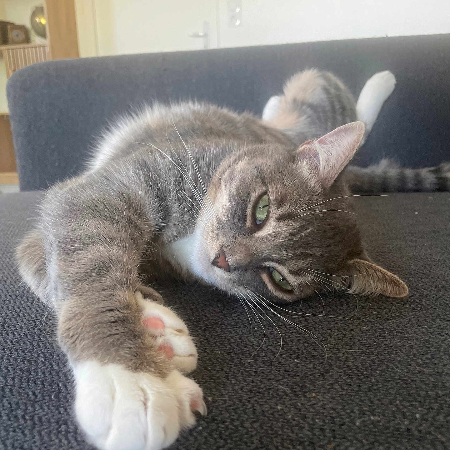 Thira participe au concours pour gagner de l'argent avec cette photo : animal, cat, close_up, comfort, couch, cozy, feline, fur, gray_tabby, green_eyes, home, indoor, living_room, paw, pet, relaxed, resting, soft_light, stretching, whiskers
