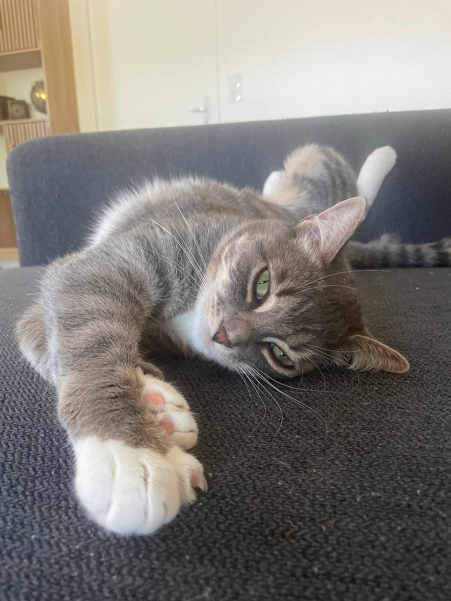 Thira participe au concours pour gagner de l'argent avec cette photo : cat, gray_tabby, green_eyes, paw, stretching, couch, indoor, relaxed, feline, close_up, pet, whiskers, fur, cozy, living_room, home, animal, resting, comfort, soft_light