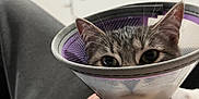 Thira a rejoint le concours — aidez-le/la à gagner de superbes lots ! cat, pet, cone, protective_collar, indoor, person, lap, gray_fur, whiskers, ears, eyes, hand, clothing, relaxed, animal, domestic, feline, closeup, resting, home