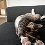 Thira a rejoint le concours — aidez-le/la à gagner de superbes lots ! cat, paw, stretching, indoor, couch, feline, tabby, pink_paw_pads, relaxed, pet, fur, whiskers, mouth_open, home, living_room, playful, animal, cute, soft, cozy