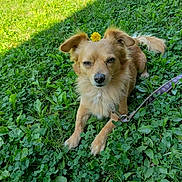 Toby joined the competition — help win amazing prizes! dog, dandelion, grass, clover, leash, outdoor, pet, canine, flower, nature, sunlight, animal, relaxed, fur, greenery, playful, small_dog, plant, leaf, daytime