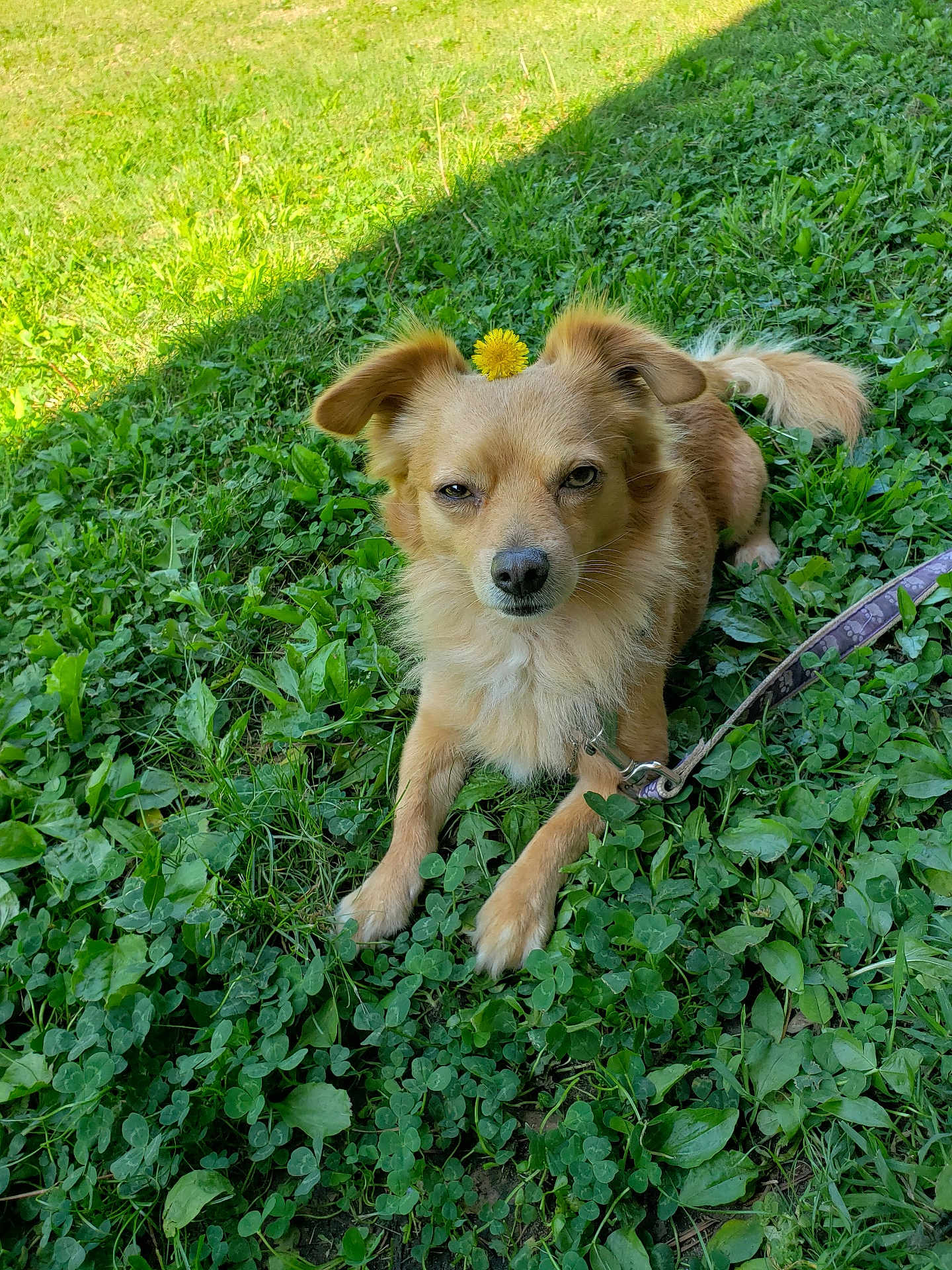 Toby joined the competition — help win amazing prizes! dog, dandelion, grass, clover, leash, outdoor, pet, canine, flower, nature, sunlight, animal, relaxed, fur, greenery, playful, small_dog, plant, leaf, daytime