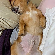 Toby is registered to the contest to win money with this photo: animal, bed, blanket, close_up, cozy, cute, dog, fur, indoor, light_brown, napping, paw, pet, pillow, relaxed, resting, sleeping, small_dog, tongue_out, white_fur