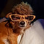 Toby joined the competition — help win amazing prizes! animal, brown_fur, closeup, costume, cute, dog, domestic_animal, face, funny, furry, glasses, indoor, nose, pet, pillow, portrait, relaxed, sleepy, whiskers, wig