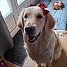 Chelsea a rejoint le concours — aidez-le/la à gagner de superbes lots ! dog, golden_retriever, bow, indoor, wooden_floor, door, window, curtain, bed, plush_toy, blanket, pet, happy, smiling, animal, fur, canine, companion, domestic, cute