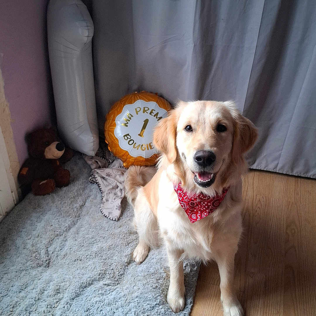 Chelsea participe au concours pour gagner de l'argent avec cette photo : dog, golden_retriever, bandana, indoor, rug, teddy_bear, balloon, flooring, curtain, pet, smiling, celebration, cozy, wood_floor, animal, canine, happy, home, portrait, cute