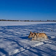 Chelsea participe au concours pour gagner de l'argent avec cette photo : dog, snow, field, blue_sky, outdoor, sunny, shadows, winter, playful, canine, nature, daylight, cold, animal, fur, walking, landscape, snowy_ground, leash, harness