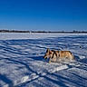 dog, snow, field, blue_sky, outdoor, sunny, shadows, winter, playful, canine, nature, daylight, cold, animal, fur, walking, landscape, snowy_ground, leash, harness