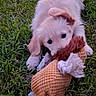 Chelsea participe au concours pour gagner de l'argent avec cette photo : puppy, dog, toy, rope_toy, grass, pet, play, cute, animal, outdoor, young_dog, fluffy, fun, tug_of_war, hand, nature, adorable, fur, greenery, playful