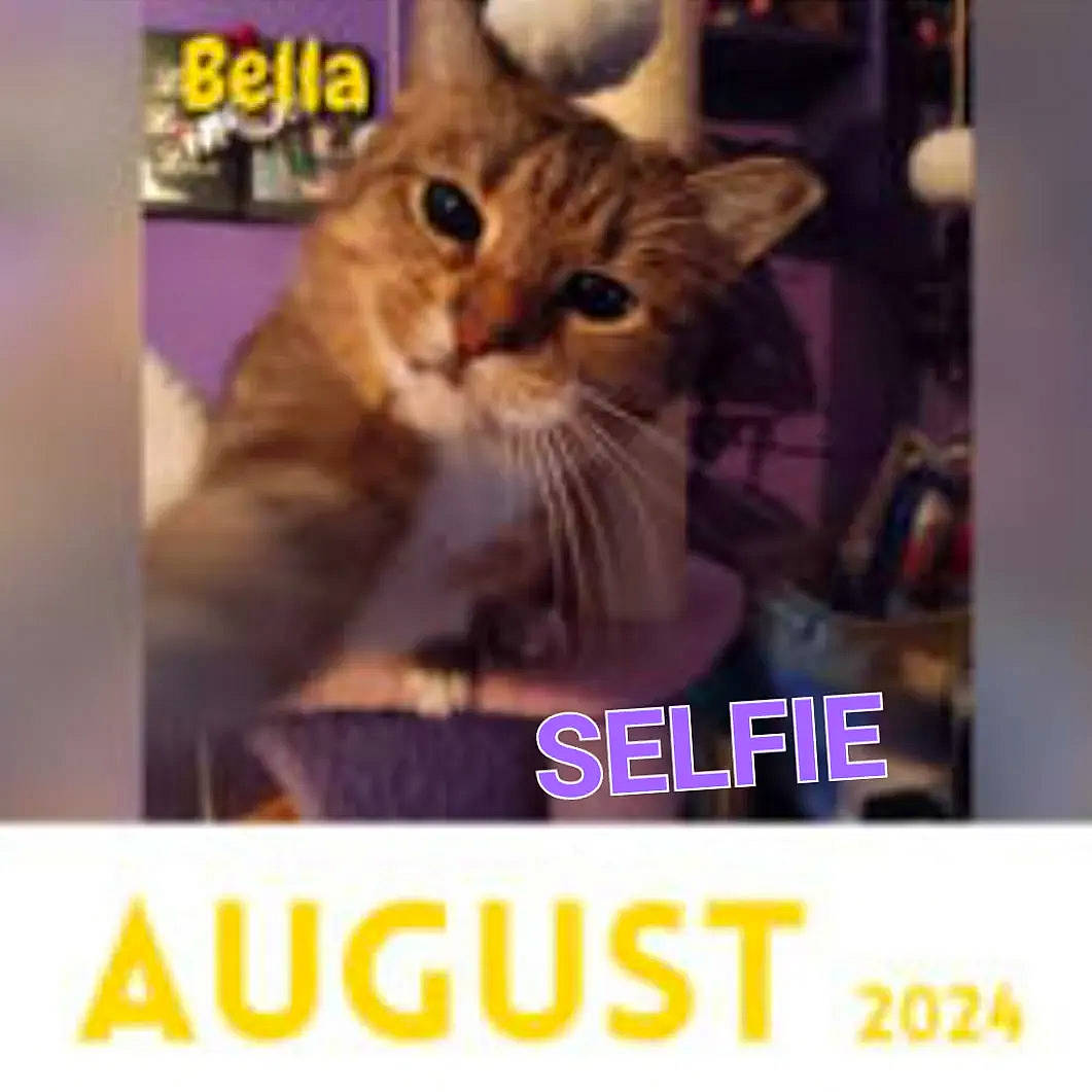 Bella joined the competition — help win amazing prizes! advertising, carnivore, cat, domestic_short_haired_cat, electric_blue, event, felidae, font, fur, happy, internet_meme, paw, photo_caption, small_to_medium_sized_cats, snapshot, snout, square, technology, terrestrial_animal, whiskers