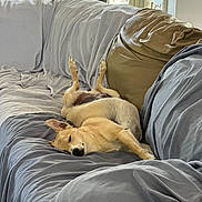 Charlie Boy joined the competition — help win amazing prizes! animal, blanket, canine, comfortable, couch, cozy, dog, domestic, fur, home, houseplant, indoor, laying_down, natural_light, peaceful, pet, relaxed, resting, sleeping, window