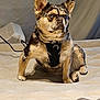 animal, black, blanket, brown, canine, dog, ears, electronics, expression, fur, harness, home, indoor, mattress, pet, resting, sitting, spotted, wall, white