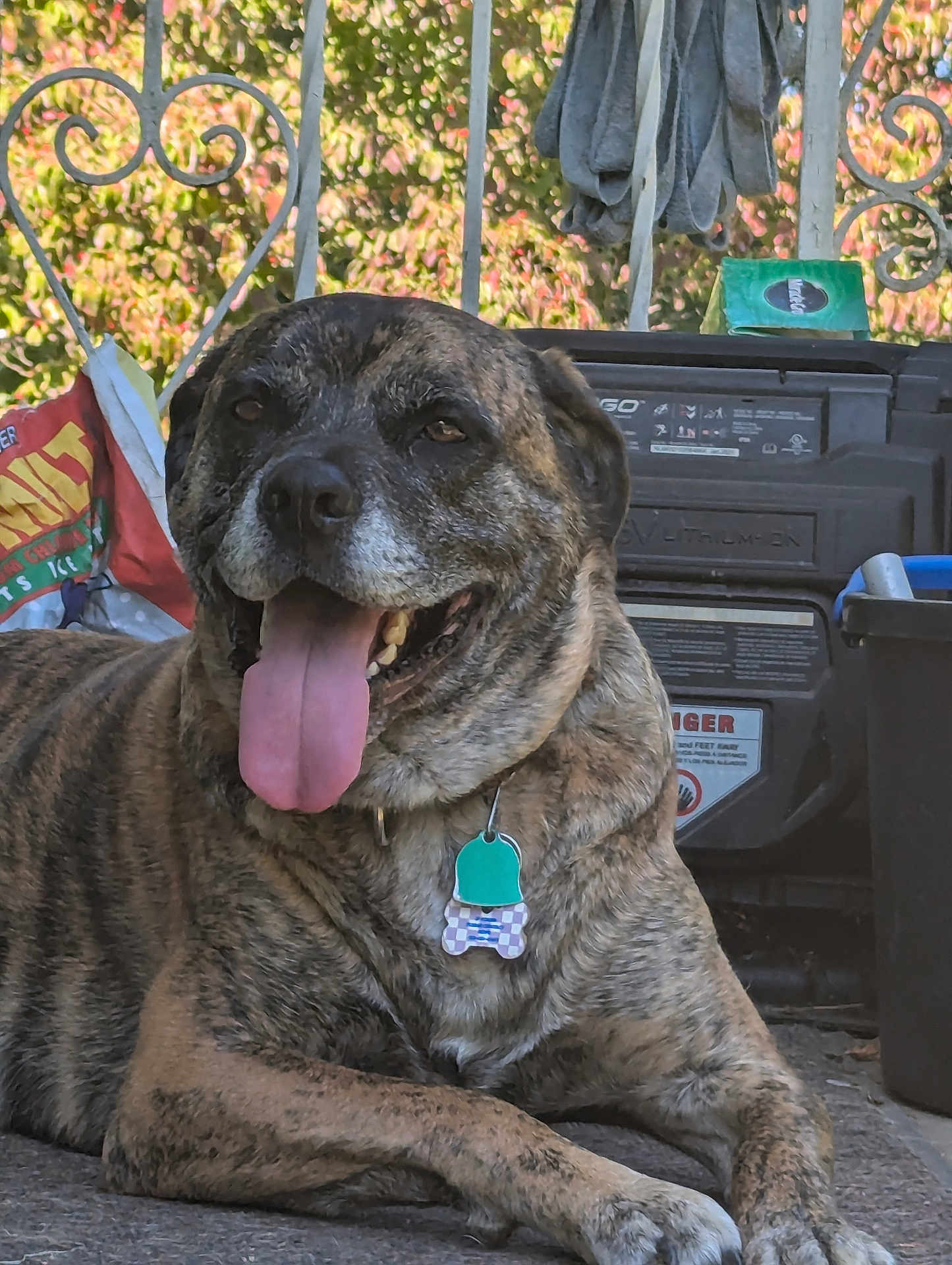 Tyson is registered to the contest to win money with this photo: dog, brindle, tongue_out, pet, collar, outdoor, porch, relaxed, animal, canine, happy, resting, background_objects, greenery, sunlight, metal_railings, floor, tag, closeup, domestic