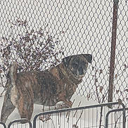 Tyson is registered to the contest to win money with this photo: animal, brown_dog, canine, cold, curious, daytime, dog, fence, garden, guard, leafless_plants, metal_fence, nature, outdoor, pet, shrub, snow, snowfall, standing, winter