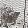 animal, brown_dog, canine, cold, curious, daytime, dog, fence, garden, guard, leafless_plants, metal_fence, nature, outdoor, pet, shrub, snow, snowfall, standing, winter