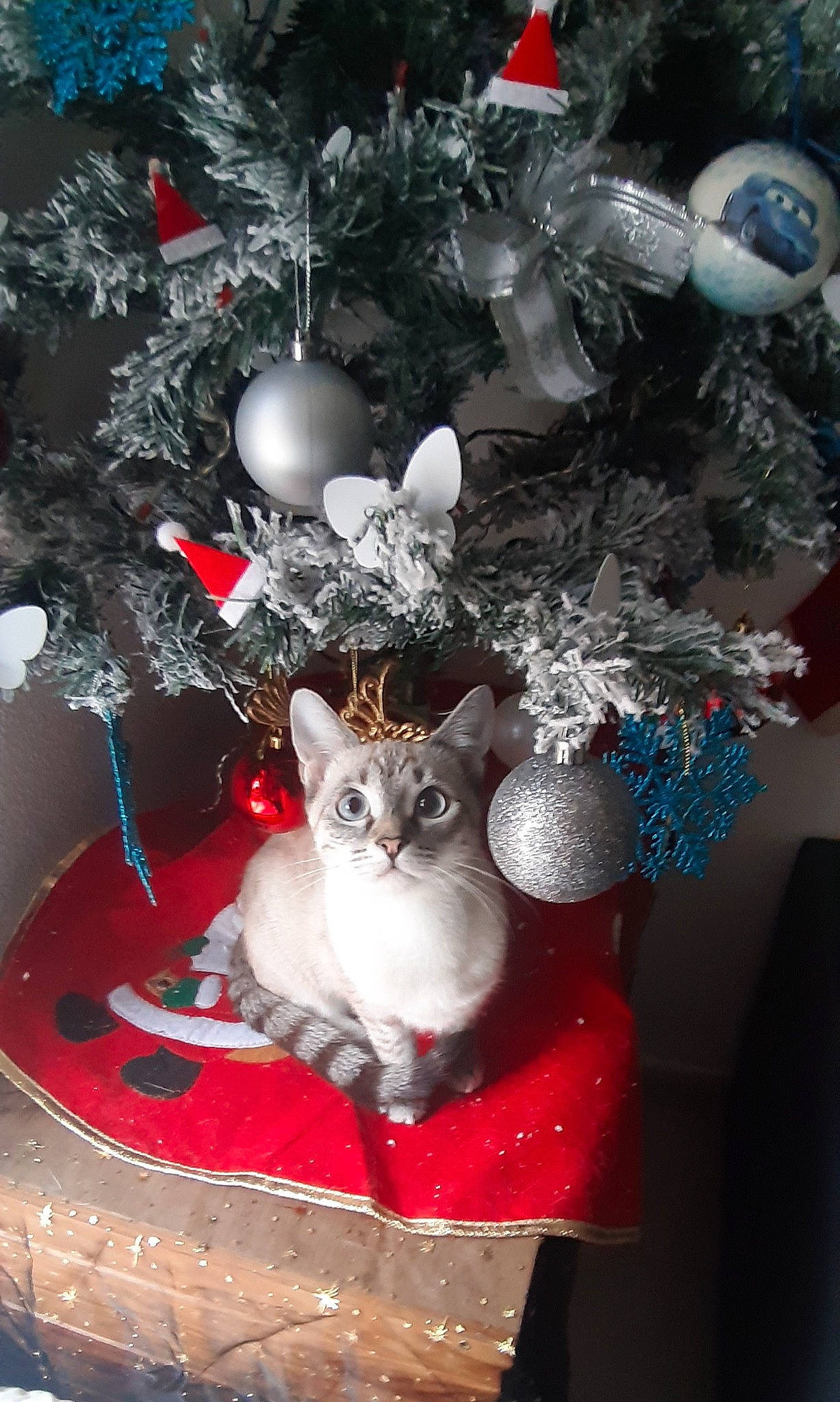 Captain Marvel a rejoint le concours — aidez-le/la à gagner de superbes lots ! branch, carnivore, cat, christmas, christmas_decoration, christmas_ornament, christmas_tree, event, evergreen, felidae, holiday, holiday_ornament, lighting, ornament, plant, small_to_medium_sized_cats, toy, twig, whiskers, window