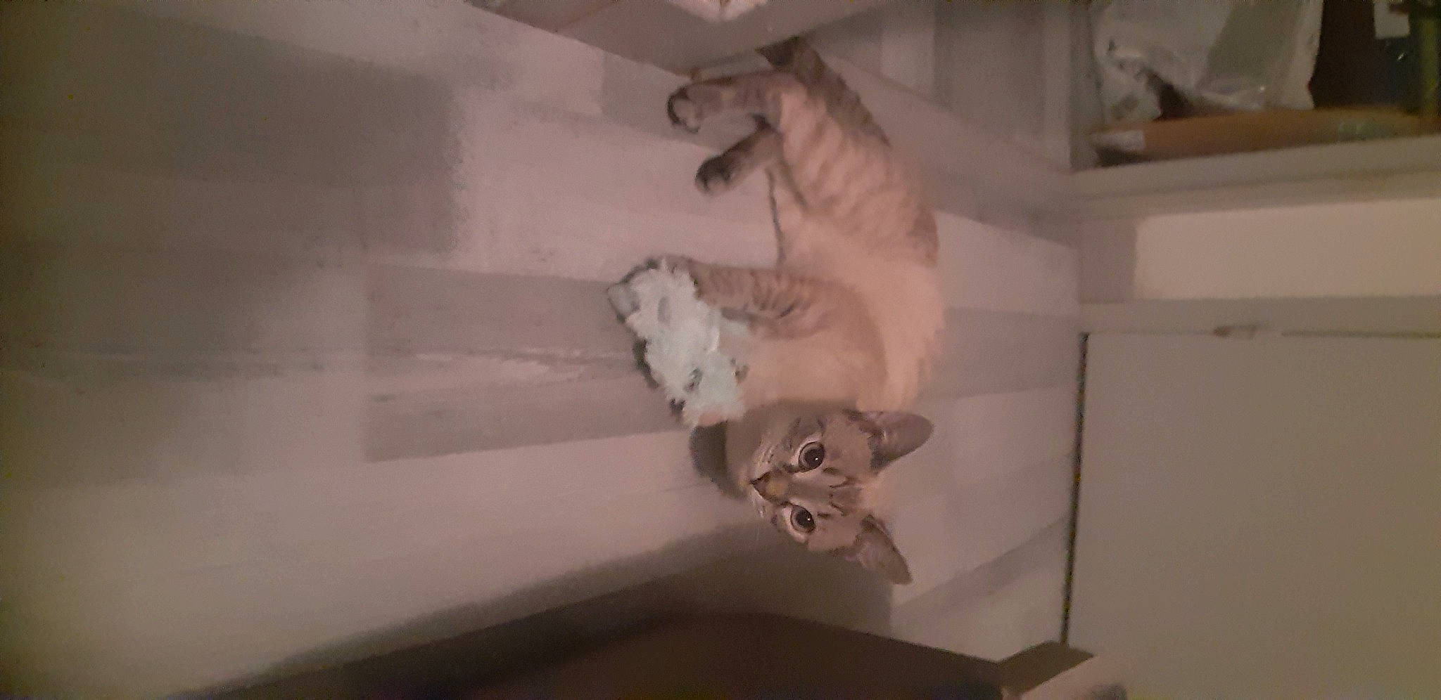 Captain Marvel participe au concours pour gagner de l'argent avec cette photo : art, carnivore, cat, ceiling, companion_dog, dog_breed, fawn, felidae, floor, flooring, grey, hardwood, house, leg, plaster, sculpture, small_to_medium_sized_cats, tail, whiskers, wood