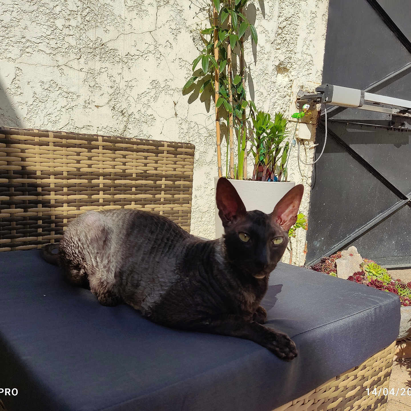 Mantra Et Meow