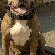 Priska a rejoint le concours — aidez-le/la à gagner de superbes lots ! dog, pitbull, smiling, tongue_out, collar, sitting, outdoor, pavement, sunny, brown, white, pet, canine, happy, friendly, muscular, animal, closeup, face, ears