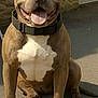 dog, pitbull, smiling, tongue_out, collar, sitting, outdoor, pavement, sunny, brown, white, pet, canine, happy, friendly, muscular, animal, closeup, face, ears