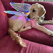 Luna is registered to the contest to win money with this photo: animal, bowl, canine, chair, couch, cushion, dog, dogbed, furniture, glass, goldenretriever, homedecor, hound, labradorretriever, pet, puppy, racket, sport, tennis, tennisracket
