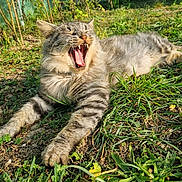 Simba a rejoint le concours — aidez-le/la à gagner de superbes lots ! animal, cat, claws, closeup, daylight, feline, fur, grass, greenery, ground, mouth_open, nature, outdoor, pet, relaxing, stretching, sunlight, tabby, whiskers, yawning