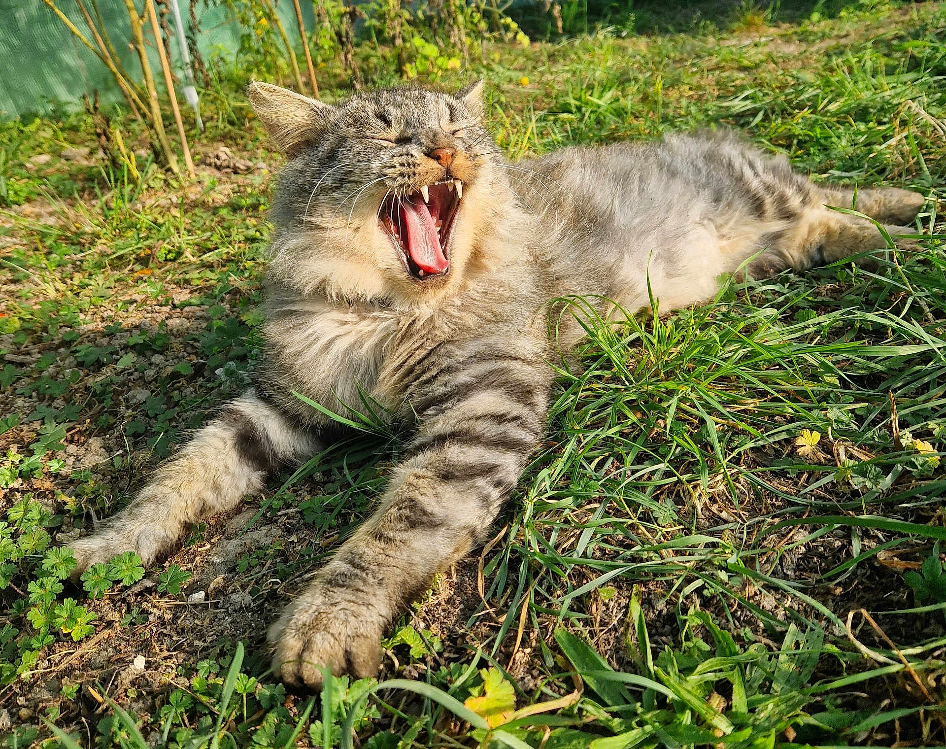 Simba