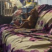 Simba joined the competition — help win amazing prizes! dog, sofa, blanket, pillow, balloon, chair, indoor, relaxing, brown_dog, floral_pattern, plush, couch, household_items, plastic_bag, bottle, fabric, furniture, pet, resting, cozy