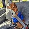 Simba is registered to the contest to win money with this photo: dog, brown_dog, blue_hoodie, seatbelt, car_interior, car_seat, leash, window, sunlight, side_profile, pet, animal, sitting, safety, restraint, calm, looking_out, daylight, road_trip, companion