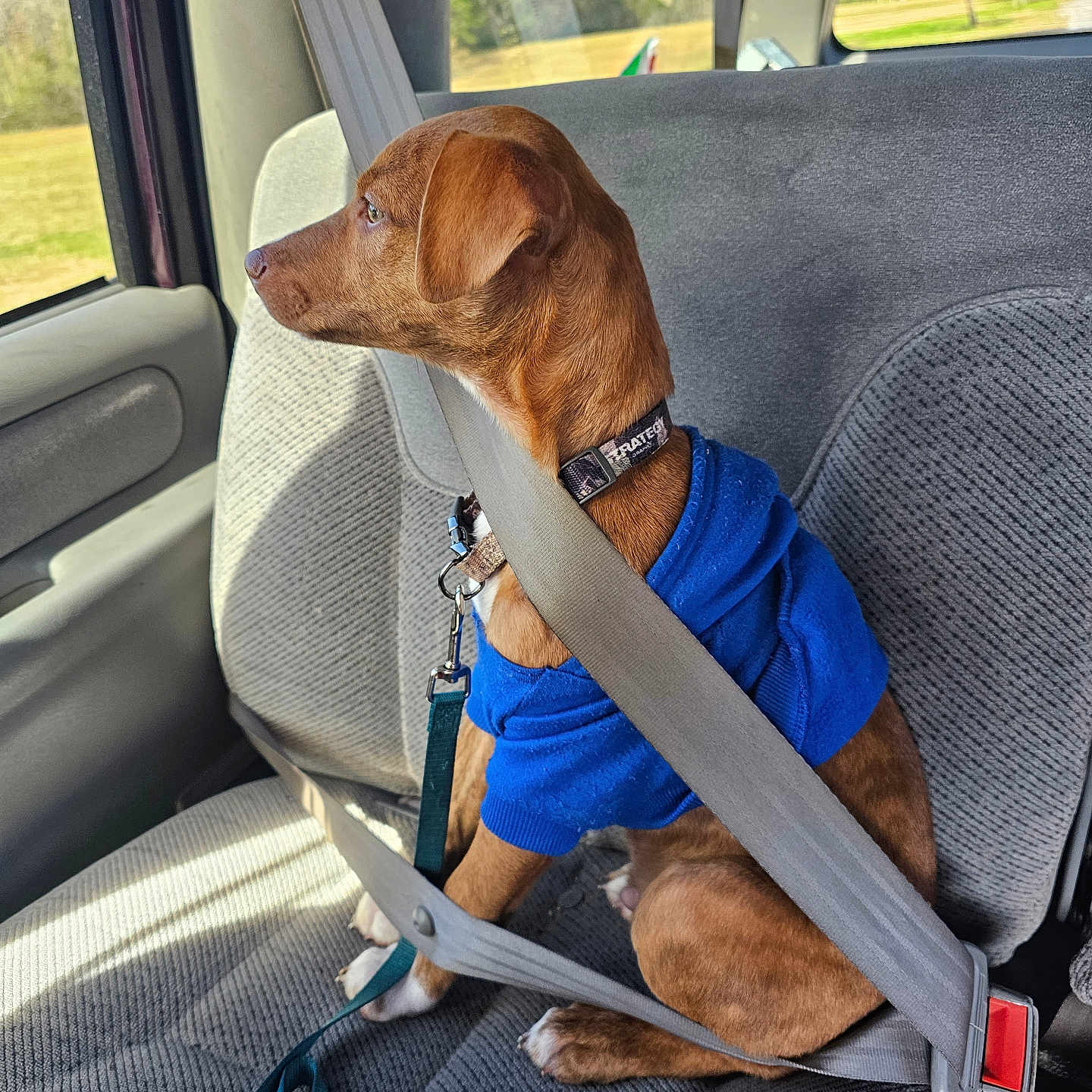 Simba is registered to the contest to win money with this photo: dog, brown_dog, blue_hoodie, seatbelt, car_interior, car_seat, leash, window, sunlight, side_profile, pet, animal, sitting, safety, restraint, calm, looking_out, daylight, road_trip, companion
