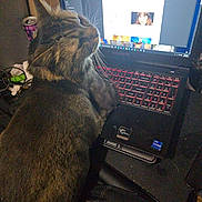Fluffy is registered to the contest to win money with this photo: cat, tabby, laptop, keyboard, computer, screen, can, desk, clutter, indoor, pet, feline, electronics, workspace, technology, brown, striped, closeup, home, relaxed