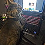 cat, tabby, laptop, keyboard, computer, screen, can, desk, clutter, indoor, pet, feline, electronics, workspace, technology, brown, striped, closeup, home, relaxed