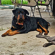 Diesel joined the competition — help win amazing prizes! rottweiler, dog, canine, pet, outdoor, concrete, patio, chair, grass, animal, relaxed, lying_down, black_and_tan, collar, paw, legs, shade, resting, daytime, domestic_animal