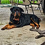 rottweiler, dog, canine, pet, outdoor, concrete, patio, chair, grass, animal, relaxed, lying_down, black_and_tan, collar, paw, legs, shade, resting, daytime, domestic_animal
