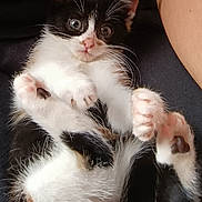Bastet participe au concours pour gagner de l'argent avec cette photo : cat, kitten, calico, black_and_white, fluffy, fur, paws, pink_nose, whiskers, blue_eyes, lying_down, belly_up, playful, cute, pet, indoor, close_up, portrait, cozy, animal
