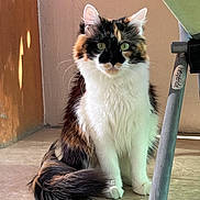 Laïya a rejoint le concours — aidez-le/la à gagner de superbes lots ! cat, calico_cat, longhair, green_eyes, fluffy_tail, whiskers, ears, paws, sitting, portrait, indoor, porch, tile_floor, sunlight, shadow, wall, chair_leg, sticker, curious, pet